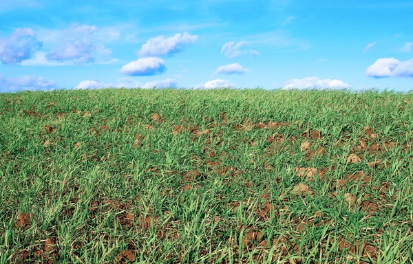 Viele junge Sämlinge aus grünem Gras — Stockfoto