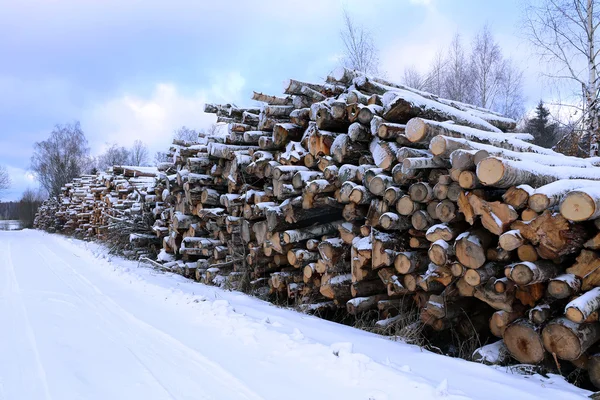 冬季木材采伐 — 图库照片