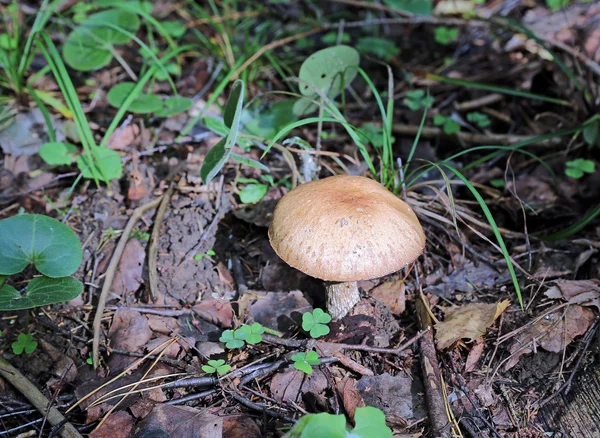 Jovem cogumelo boleto — Fotografia de Stock
