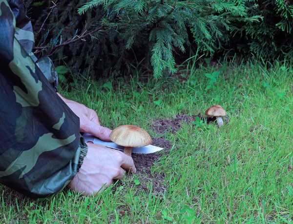 Jonge boletus paddestoel — Stockfoto