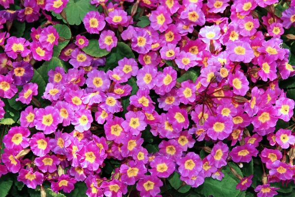 Flores de onagra roja — Foto de Stock