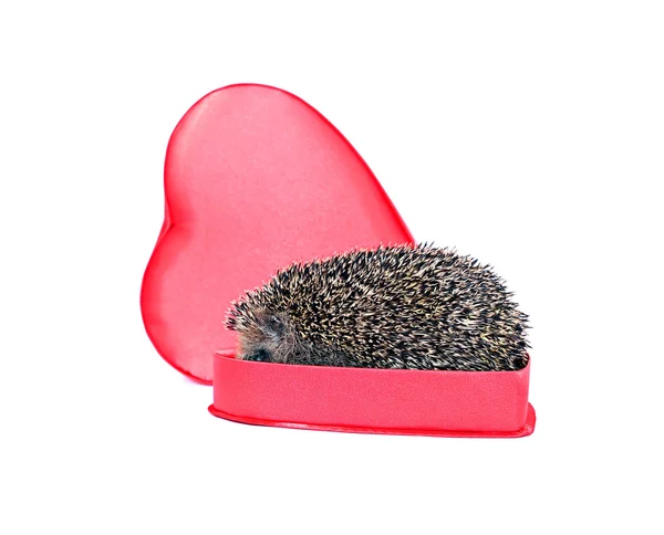 Prickly hedgehog in a gift box in the shape of a heart — Stock Photo, Image