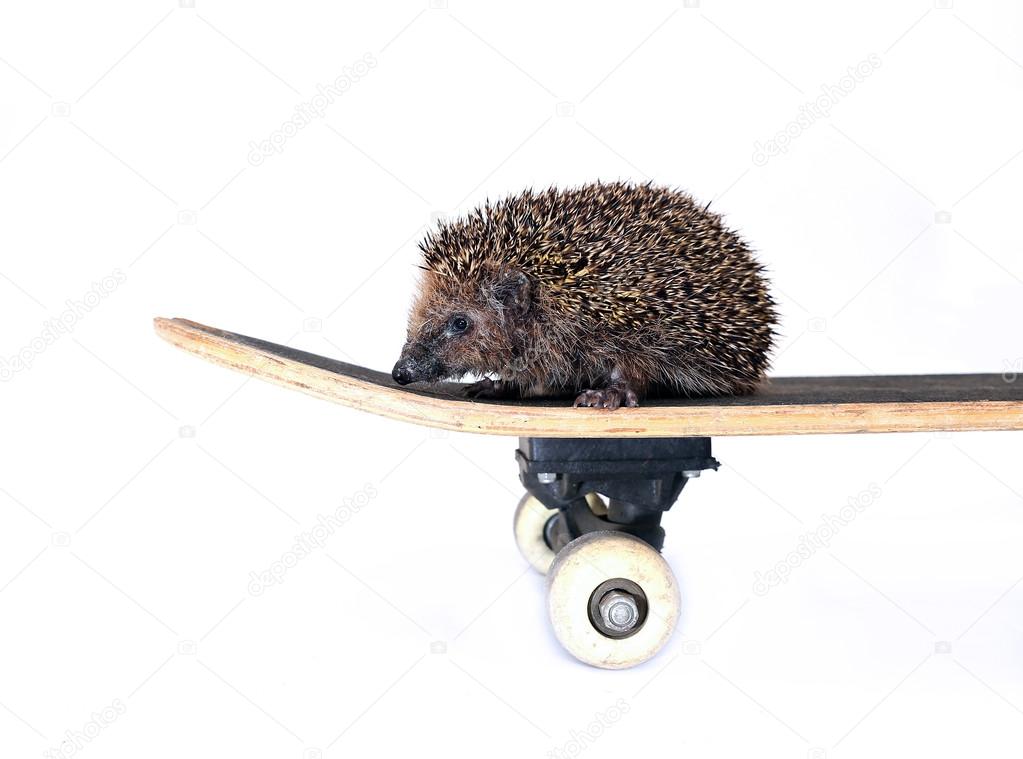 Little forest hedgehog on a skateboard isolated