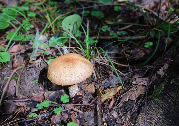 Jonge boletus paddestoel — Stockfoto