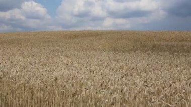 Rüzgarda sallanan video buğday alanı
