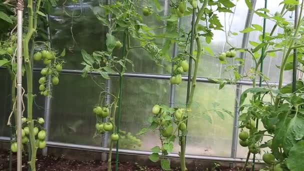 Vídeo amadurecendo tomates verdes em uma estufa — Vídeo de Stock