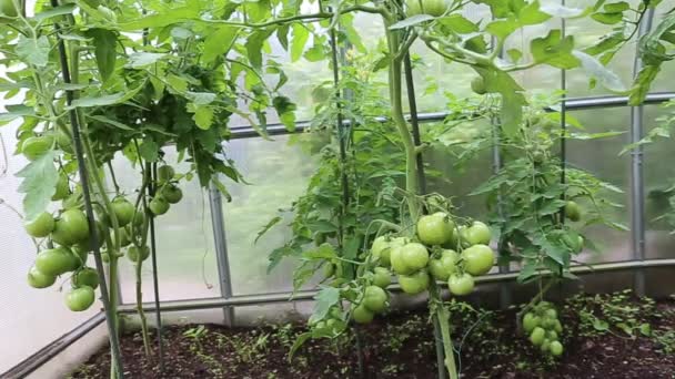 Vídeo amadurecendo tomates verdes em uma estufa — Vídeo de Stock