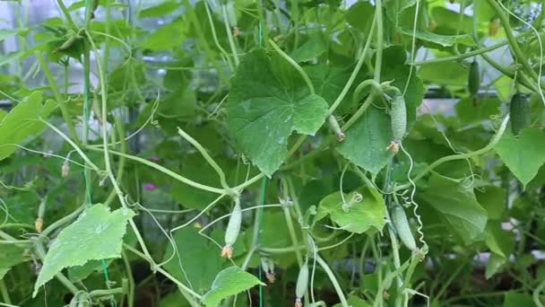 Video Plantas de pepino en un invernadero — Vídeo de stock