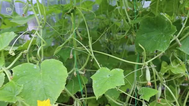 Video cucumber plants in a greenhouse — Stock Video