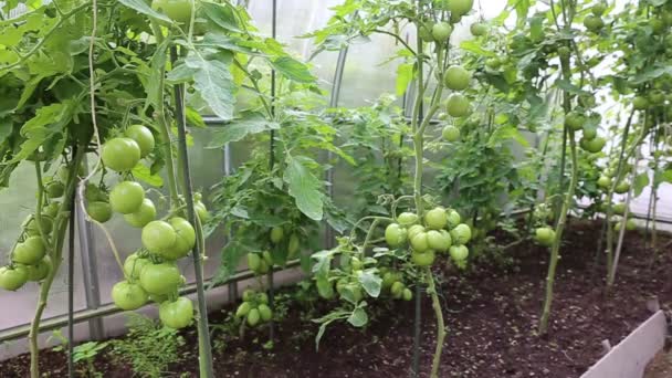 Vídeo amadurecendo tomates verdes em uma estufa — Vídeo de Stock