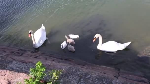 Videofamilie von Schwänen mit Küken — Stockvideo