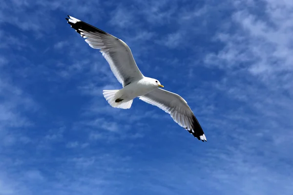 Mediterranean white seagull — Stock Photo, Image