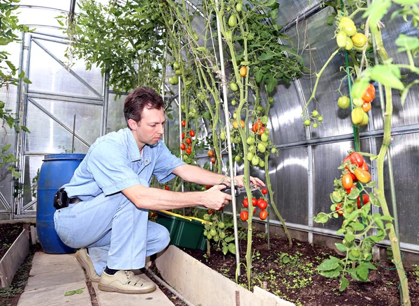 El trabajador recoge tomates en el invernadero — Foto de Stock