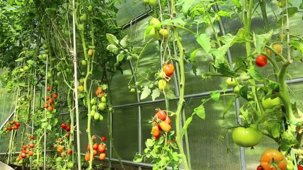 Βίντεο ωρίμανσης πράσινες και κόκκινες ντομάτες — Αρχείο Βίντεο