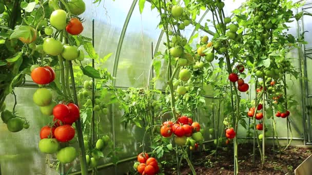 Video maturazione pomodori verdi e rossi — Video Stock