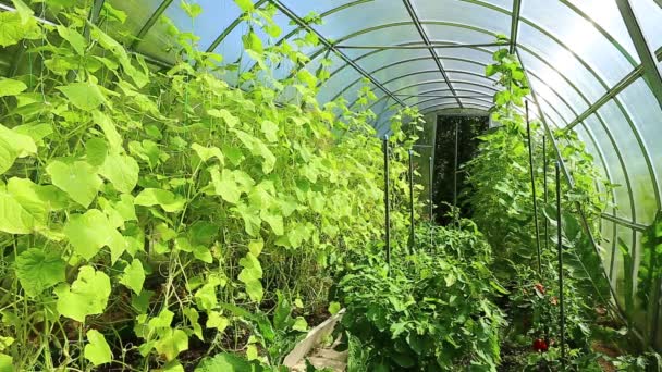 Video cucumber plants in a greenhouse — Stock Video