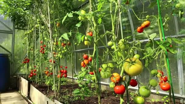 Vídeo maduración de tomates verdes y rojos — Vídeo de stock
