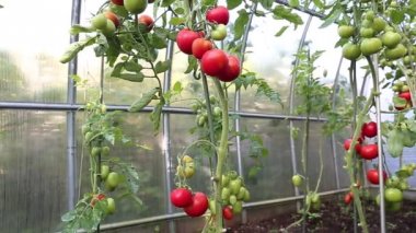 Yeşil ve kırmızı domates olgunlaşma video