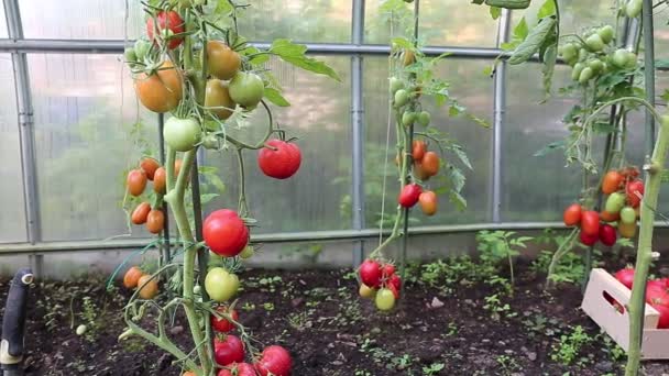 Video harvest of ripe red tomatoes in greenhouse — Stock Video