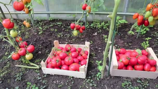 Video skörden mogna röda tomater i växthus — Stockvideo