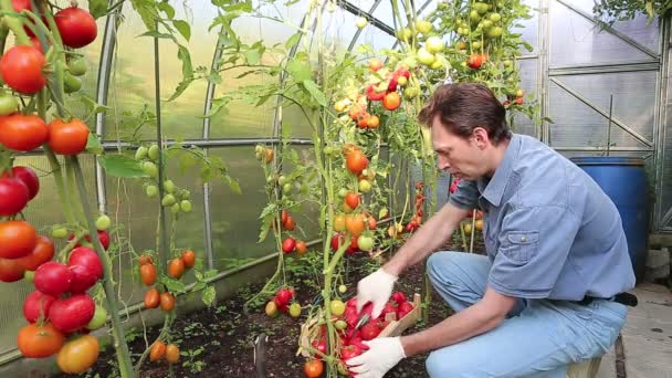 Arbetaren skörden mogna röda tomater i växthus — Stockvideo