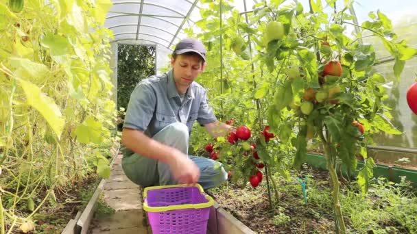 Arbetaren skörden mogna röda tomater i växthus — Stockvideo