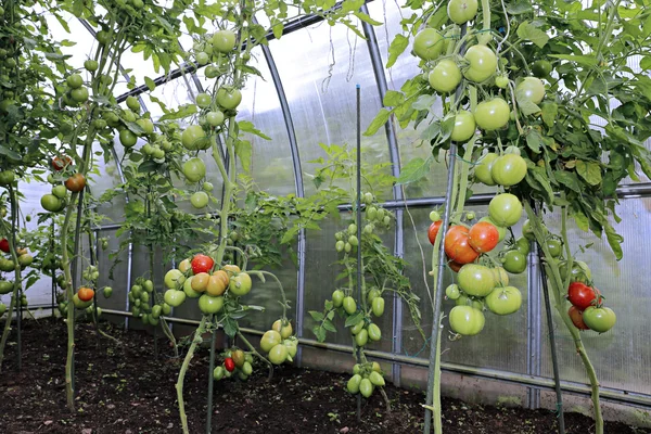 Tomates verdes e vermelhos em amadurecimento — Fotografia de Stock