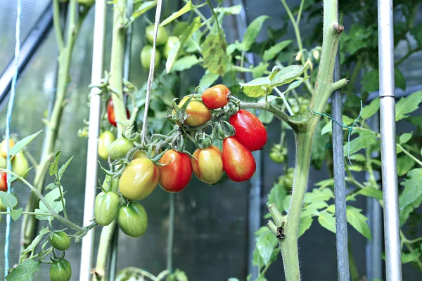 Tomates verdes e vermelhos em amadurecimento — Fotografia de Stock