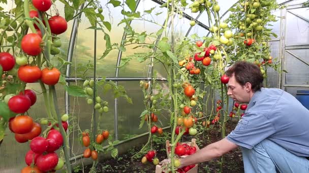 Colheitas de vídeo trabalhador de tomates vermelhos — Vídeo de Stock