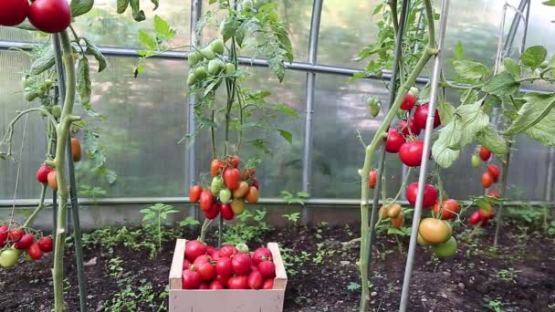 Vídeo amadurecendo tomates verdes e vermelhos — Vídeo de Stock