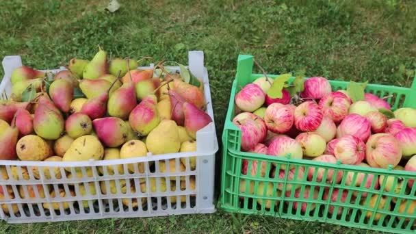 Видеосбор груш и яблок — стоковое видео