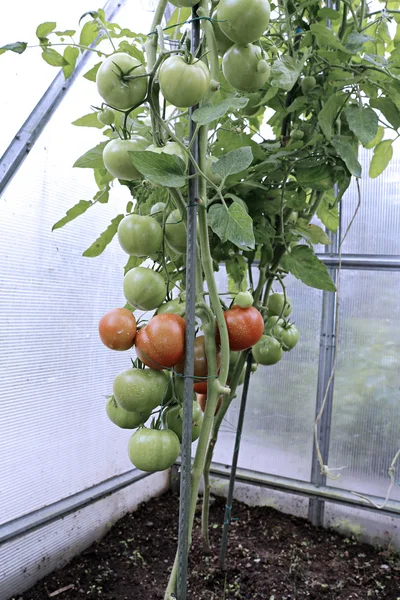Tomates verdes e vermelhos em amadurecimento — Fotografia de Stock