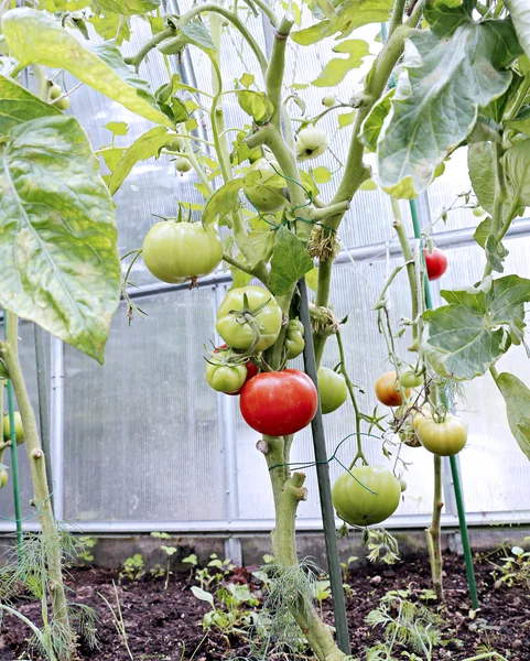 Maturazione pomodori verdi e rossi — Foto Stock