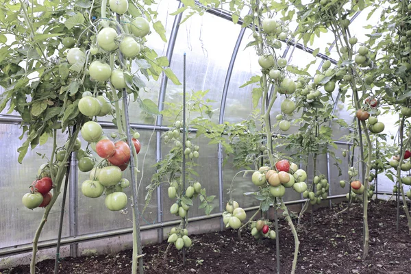 Ripening green and red tomatoes — Stock Photo, Image