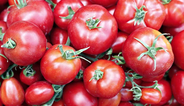 Muitos de tomates vermelhos maduros suculentos — Fotografia de Stock