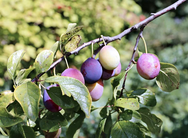 Plum fruits on the branch in autumn — Stock Photo, Image