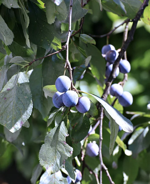 Fruits d'épines sur une branche en automne — Photo
