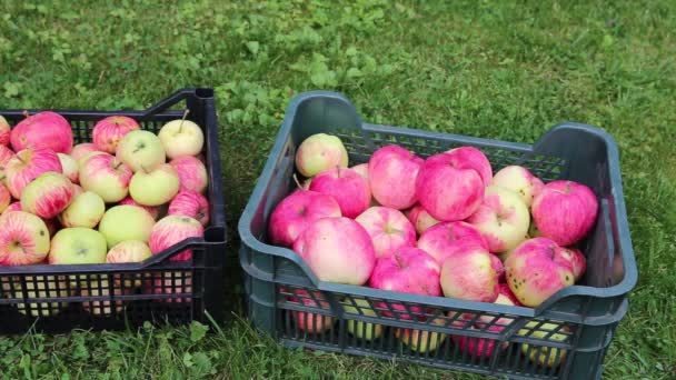 Video harvest of pears and apples — Stock Video