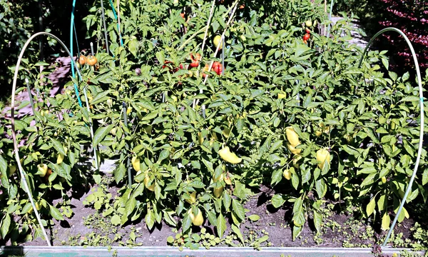 Pepper plants on the garden in the summer — Stock Photo, Image