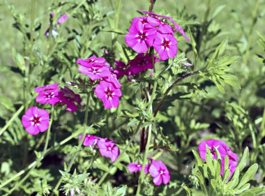 Bahçedeki çiçekleri kırmızı phloxes