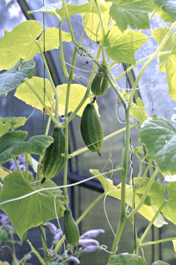 Salatalık üzerinde bitki sera içinde