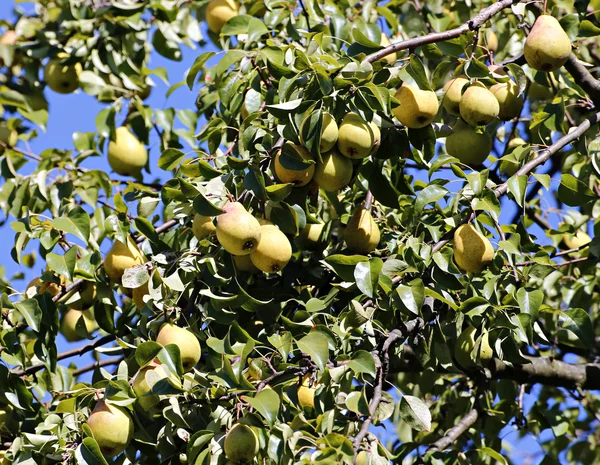 Juicy yellow pears on branches — Stock Photo, Image