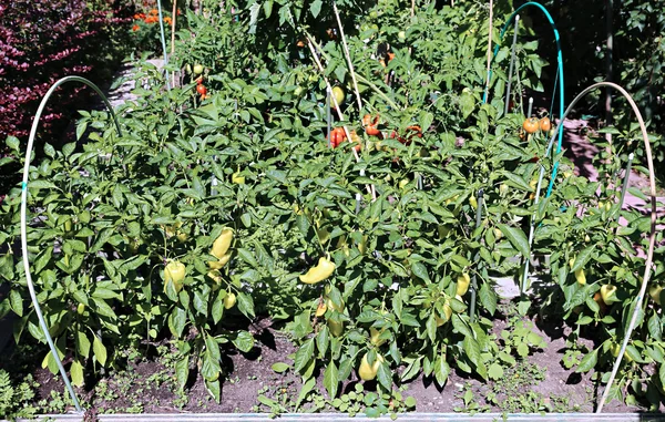 Pepper plants on the garden in the summer — Stock Photo, Image