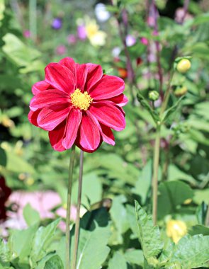 Kırmızı çiçek dahlia Bahçe