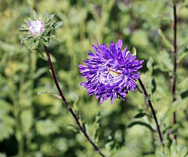 Bahçede Menekşe aster çiçek — Stok fotoğraf