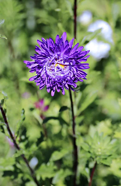 Bahçede Menekşe aster çiçek — Stok fotoğraf