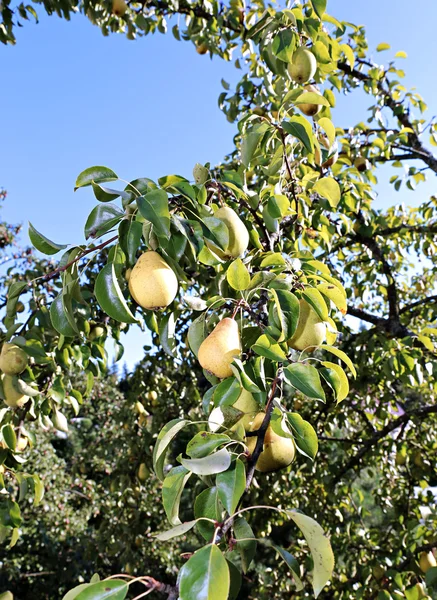 Juicy yellow pears on branches — Stock Photo, Image