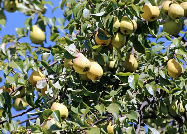Juicy yellow pears on branches — Stock Photo, Image