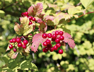parlak kırmızı kümeler-kartopu çilek dallar üzerinde