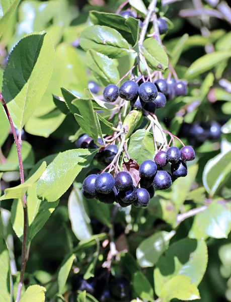 Rami con grappoli di bacche di aronia — Foto Stock